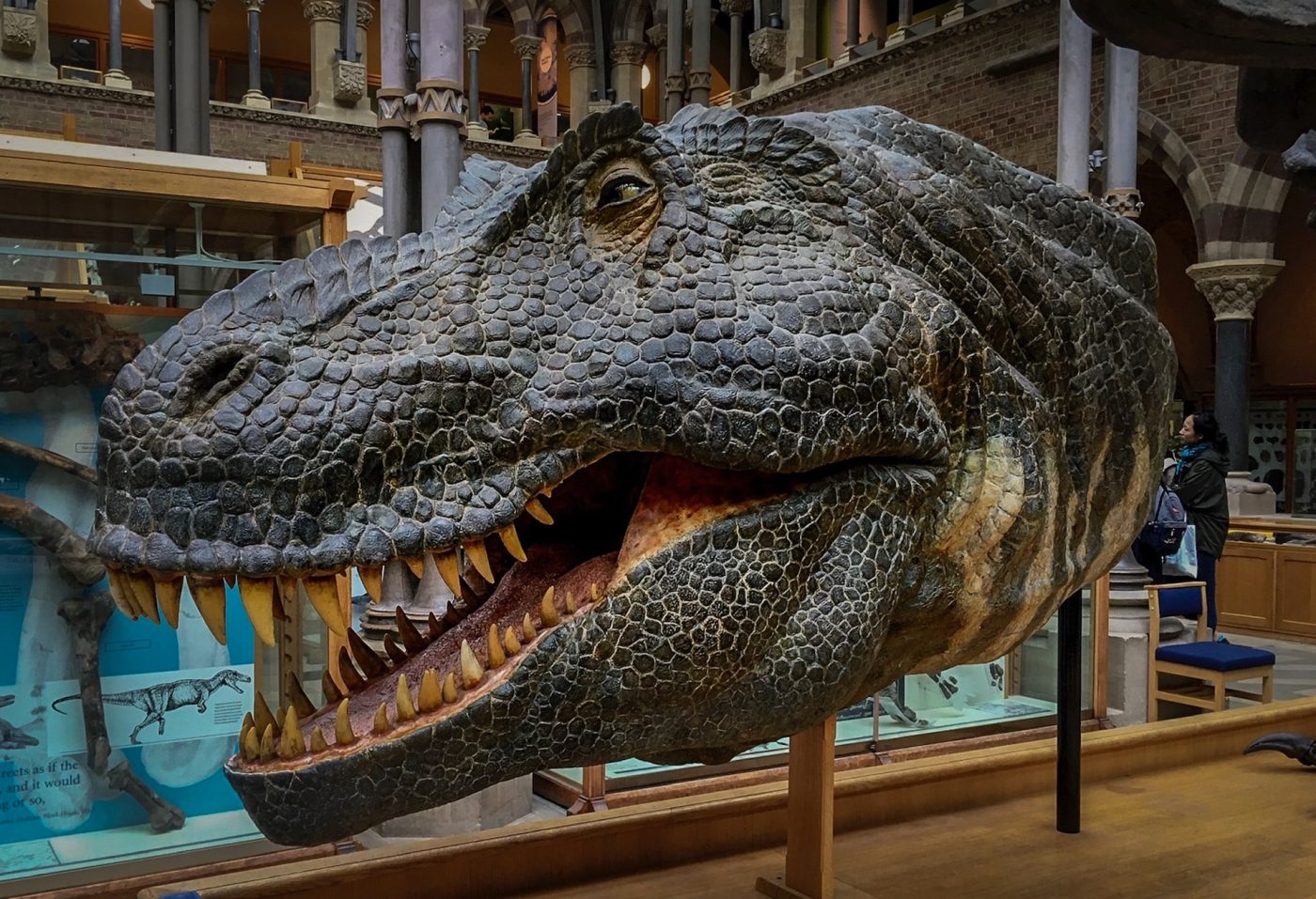 Dinosaur Head at Pitt Rivers Museum