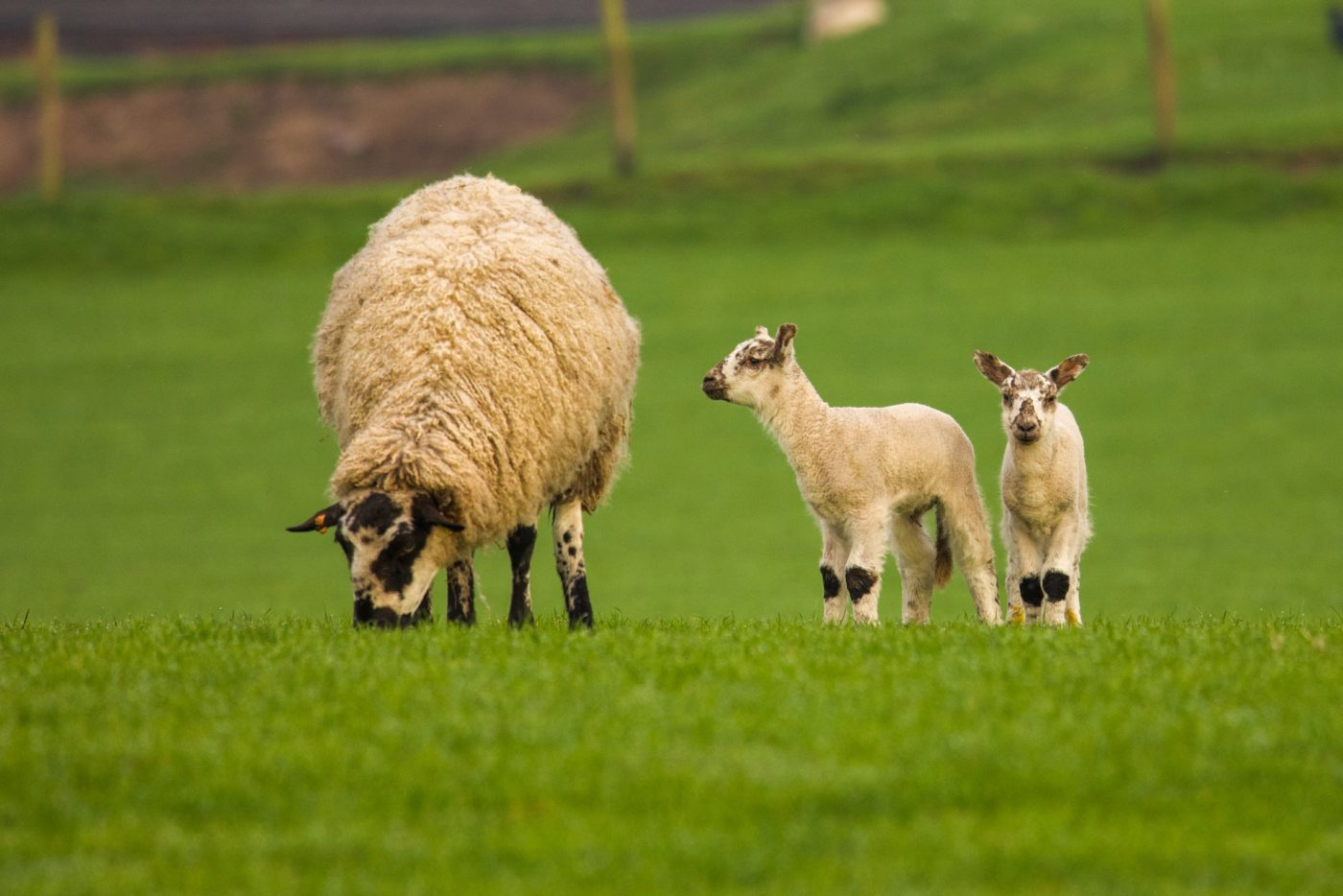 mummy sheep with her lambs in a field