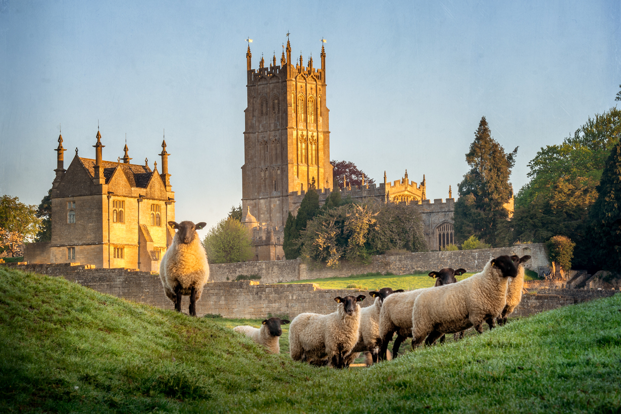Cotswold sheep near Chipping Campden in Gloucestershire with Church in background at sunrise.