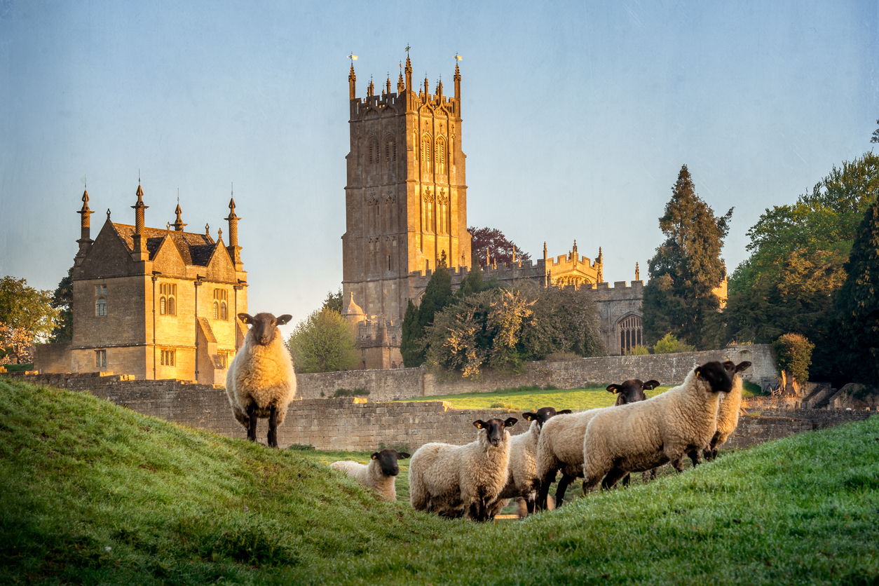 Places to Staycation in the Cotswolds Cotswold sheep near Chipping Campden in Gloucestershire with Church in background at sunrise.