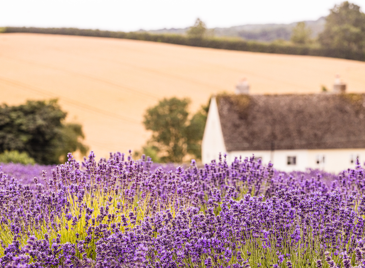 Cotswold lavender fields at Snowshill in Worcestershire.