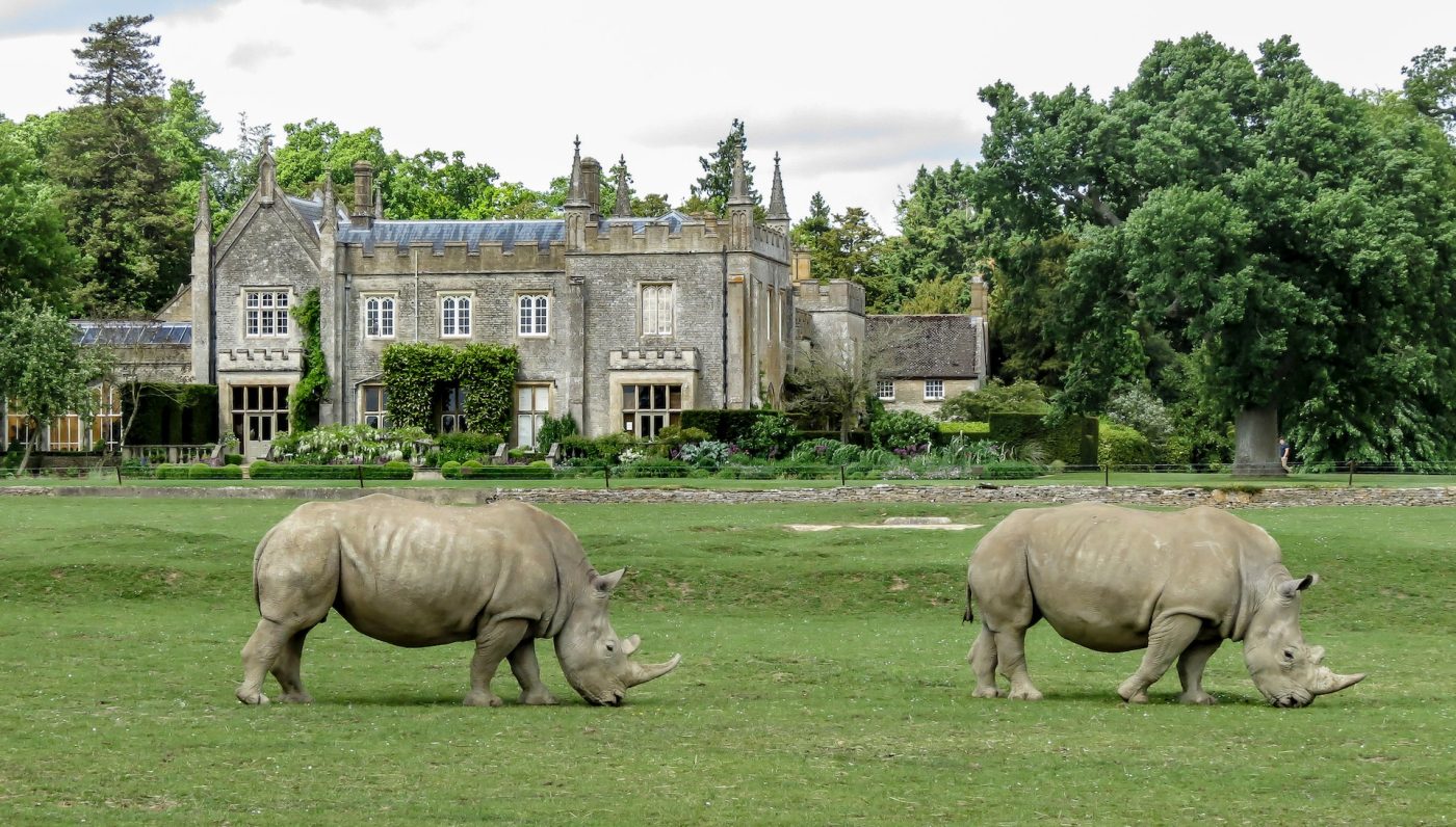 Places to Staycation in the Cotswolds Rhinos in front of a manor house at the Cotswolds Wildlife Park