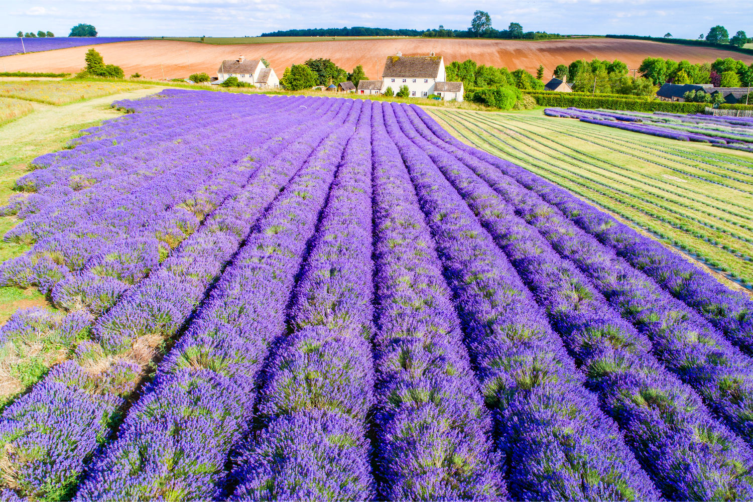 Cotswold Lavender Short Let Space